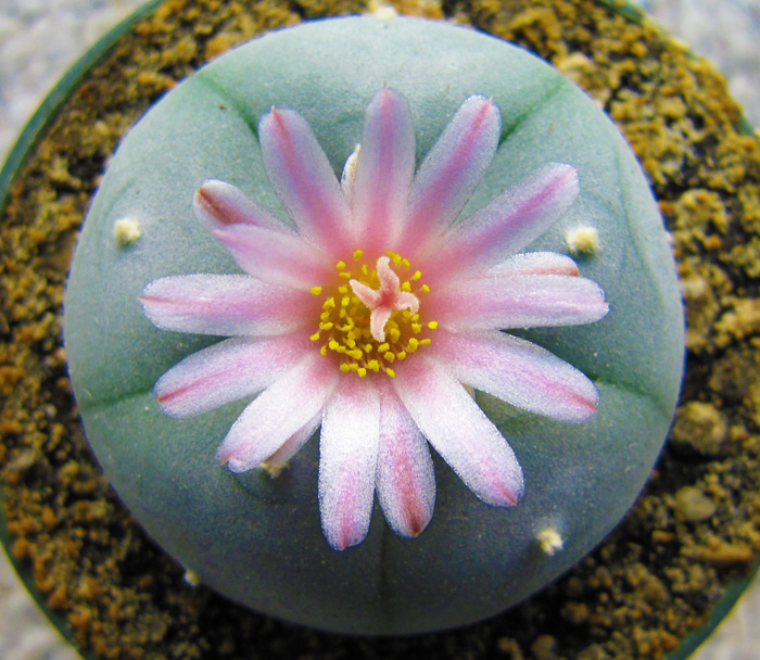 Lophophora Williamsii var. Cuatrocienegas flowering 21 month old